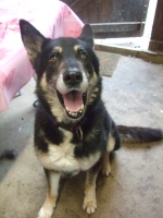 Pirate - BA Croisé husky (m) Né en 2001 RECHERCHE FA- REFU76 ADOPTER - Page 2 88126photos%20%C3%A0%20trier%20221